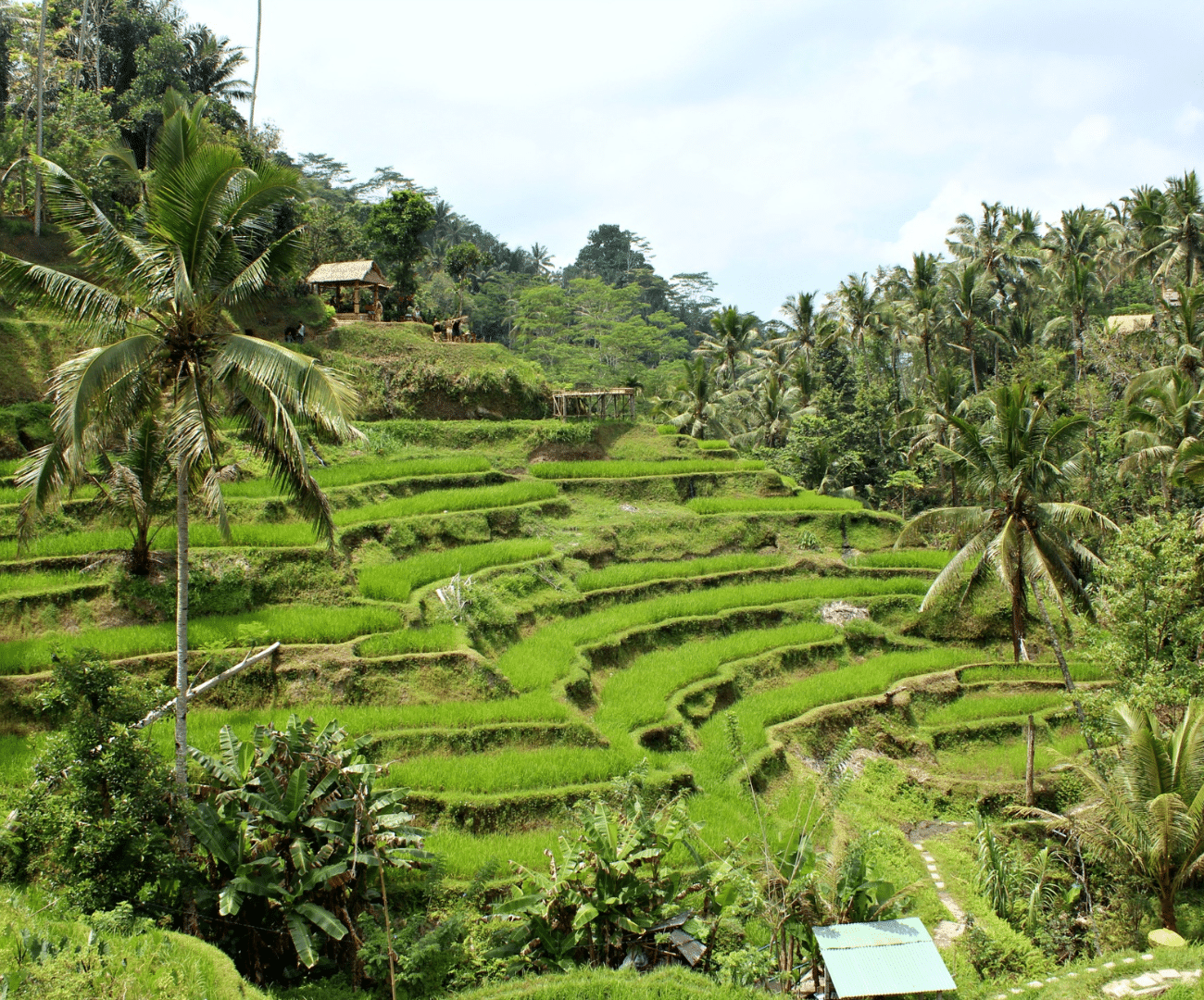 Bali packages with Tegalalang Rice Terraces