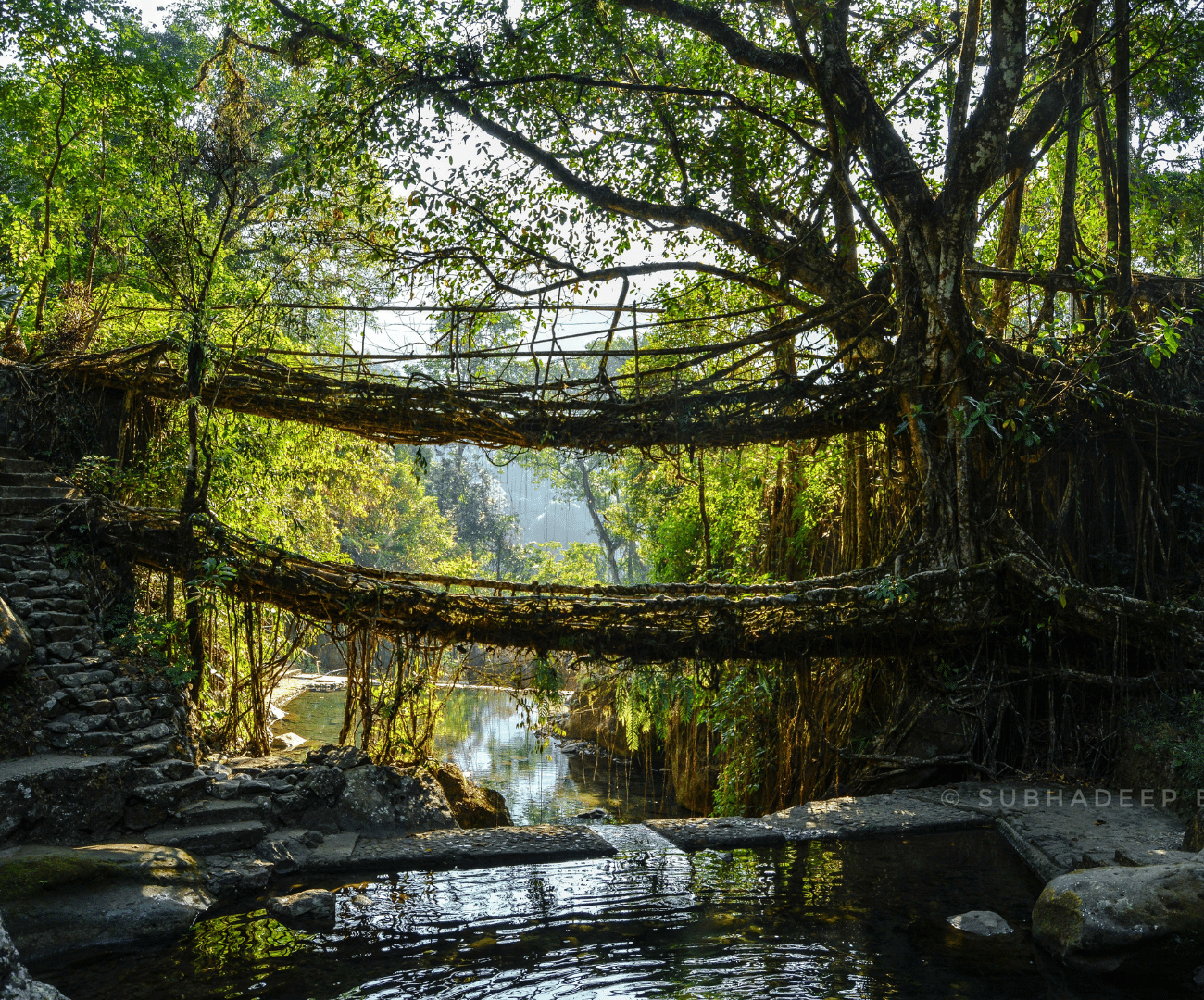 Double decker living root bridge in meghalaya