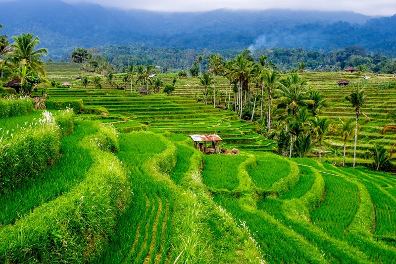 Bali's Beautiful Landscapes and Rice Fields