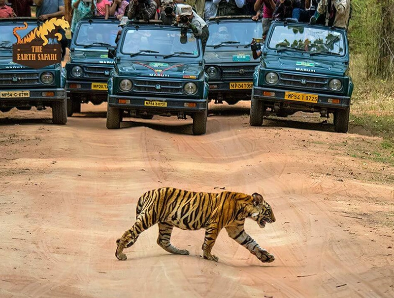 Bandhavgarh Safari Tour