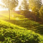 Banner -Munnar Travel Guide-Tea Plantations & Best Attractions