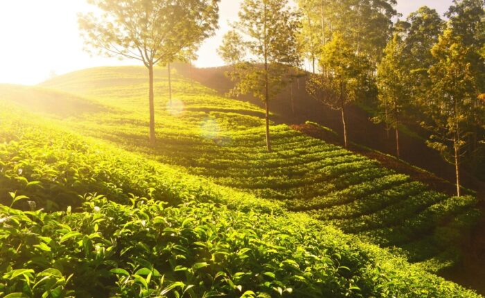 Banner -Munnar Travel Guide-Tea Plantations & Best Attractions