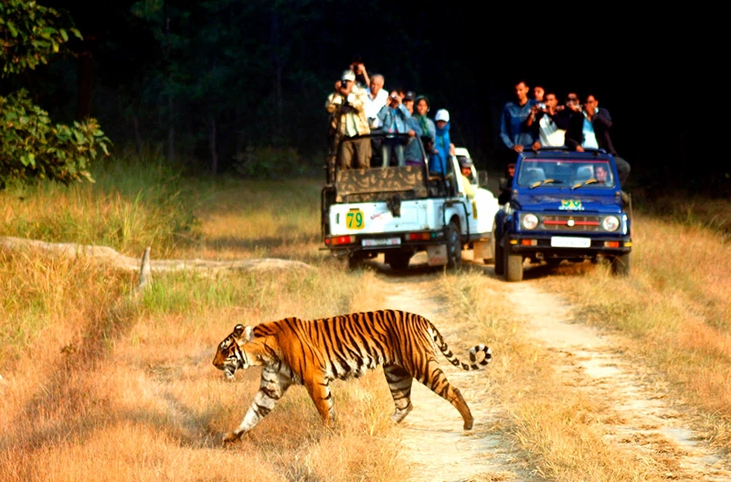 Delhi to Jim Corbett National Park