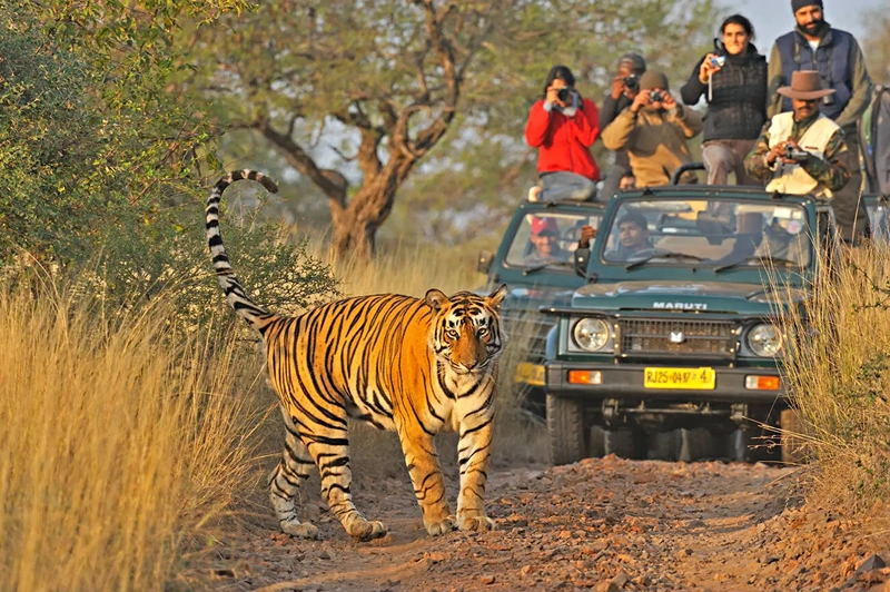 Jeep safari ranthambore