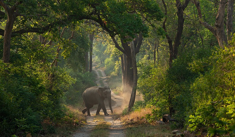 Jim Corbett Photography Safari