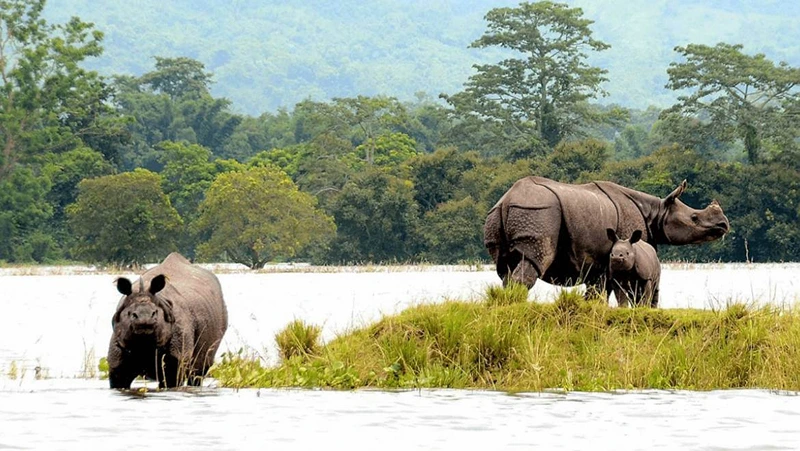 Kaziranga-National-Park