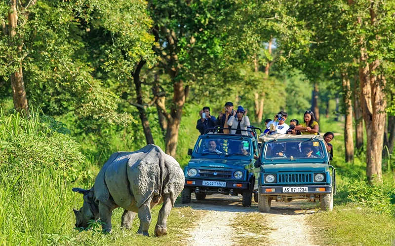Kaziranga Safari Tour