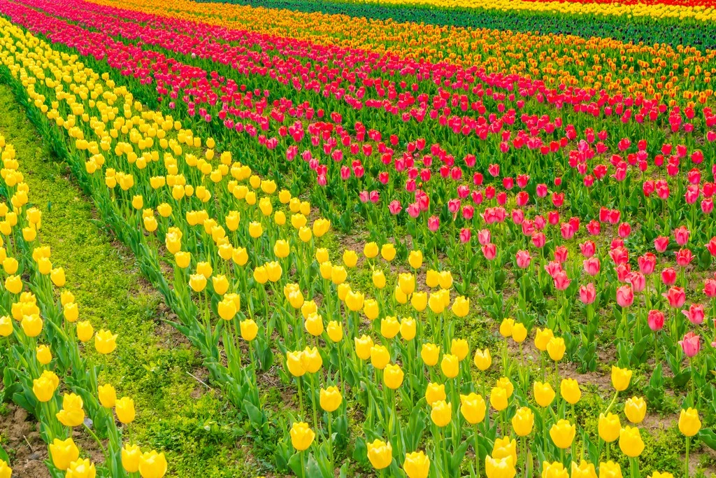 Srinagar Travel Guide