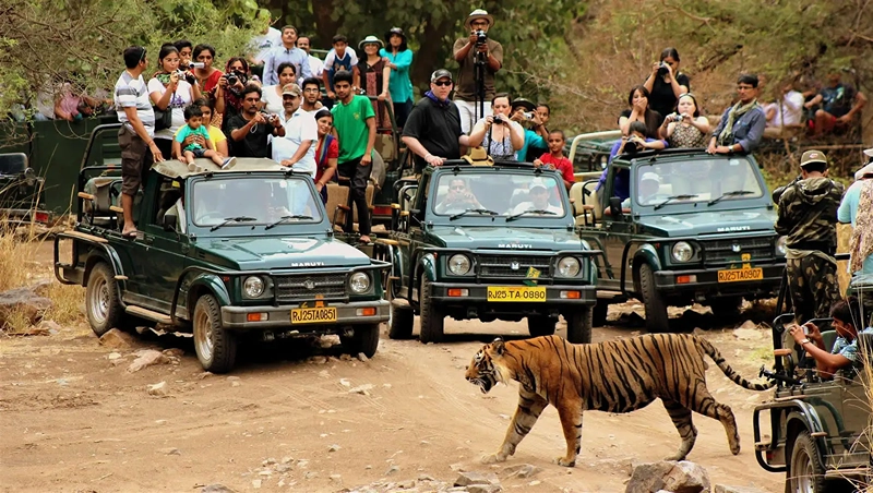 Ranthambore Safari Tour