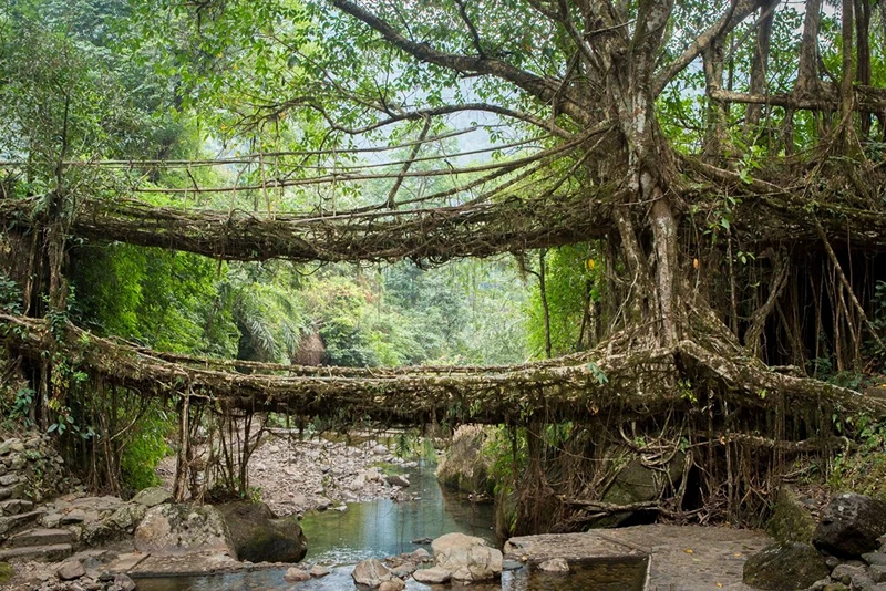 Root-Bridge – Meghalaya Root-Bridge - Meghalaya