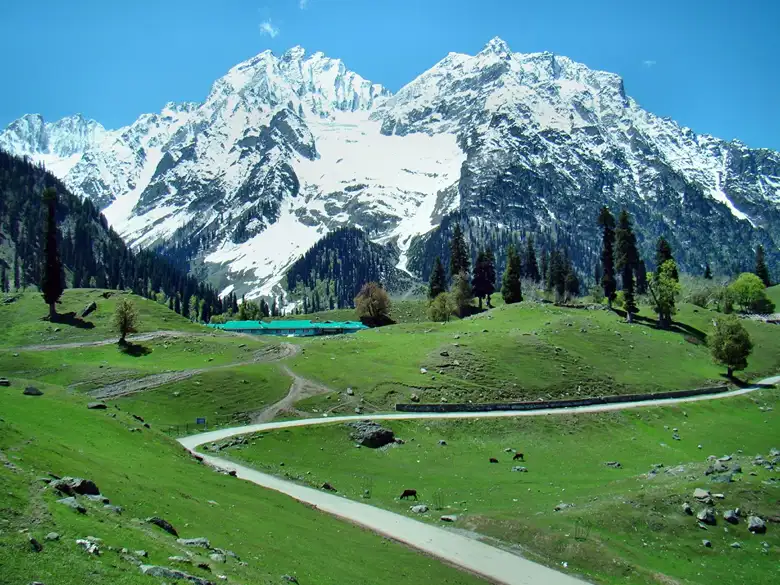 Sonmarg – Meadows of Gold in White Sonmarg - Meadows of Gold in White