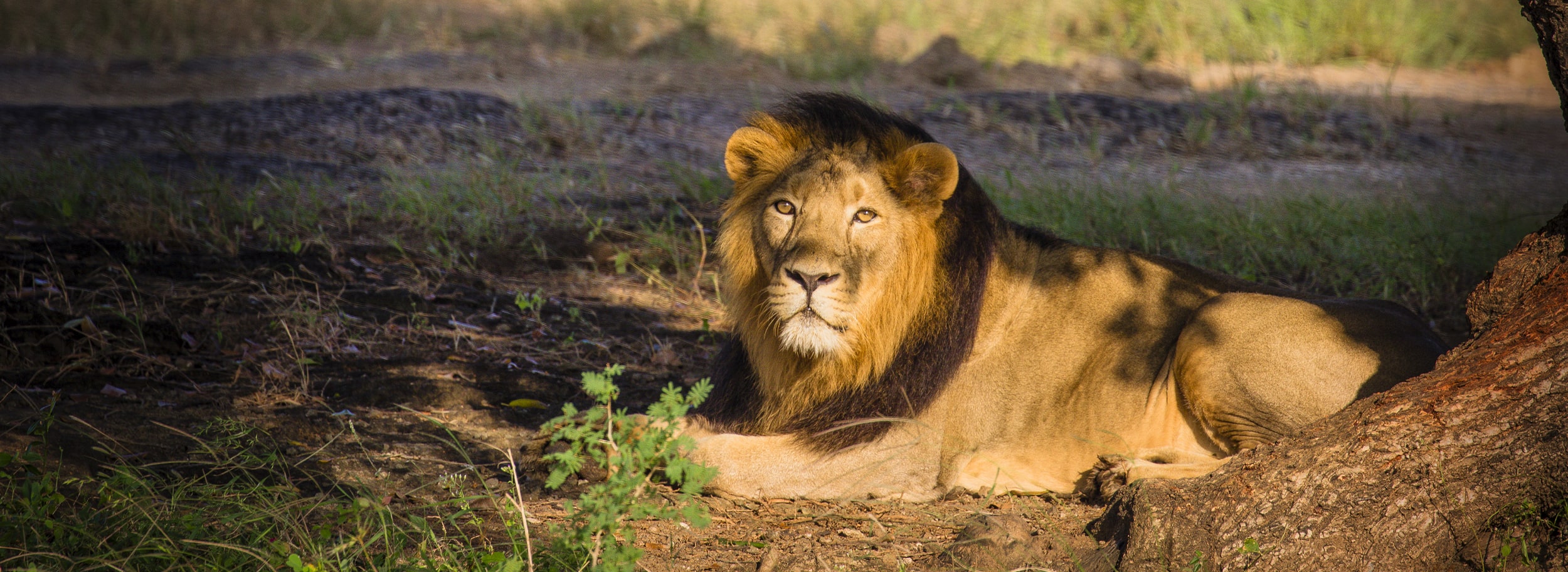 Spiritual & Wildlife Gujarat Tour-banner