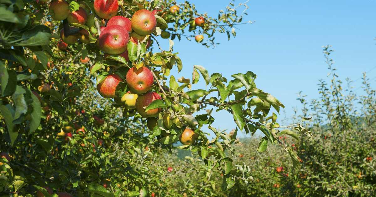 Apple Orchards in Kashmir in december
