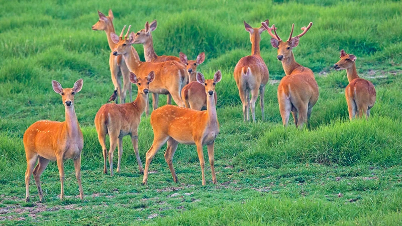 barasingha-swamp-deer-dhritiman-mukherjee