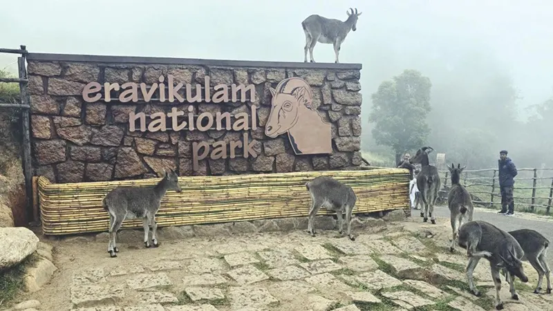 Eravikulam national park